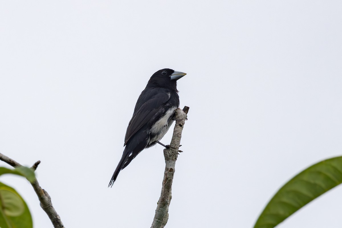 Cone-billed Tanager - ML613158422