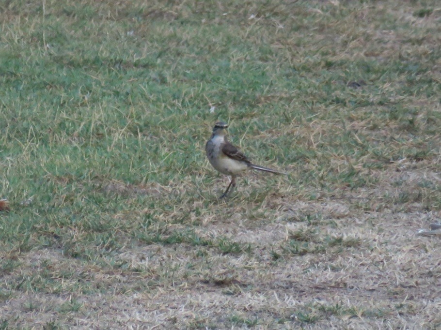 Eastern Yellow Wagtail - ML613158425