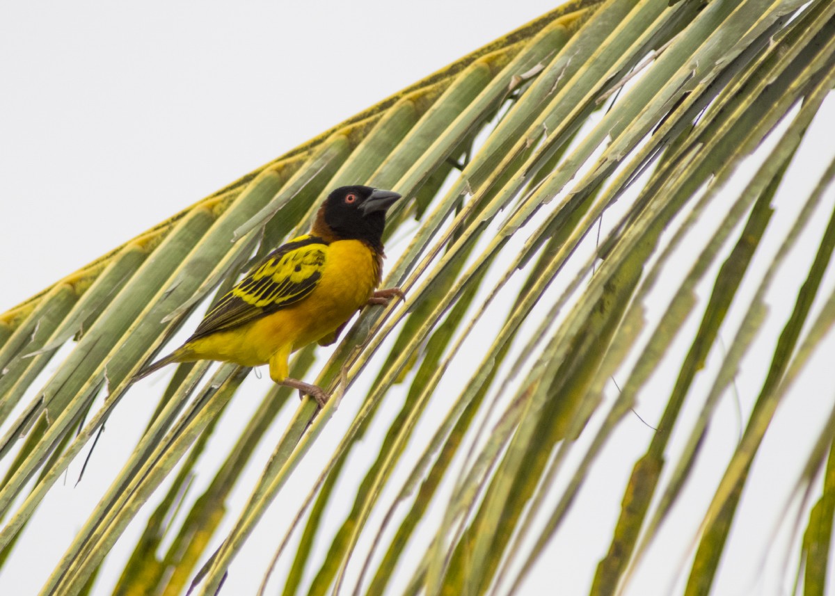 Village Weaver - Volkov Sergey