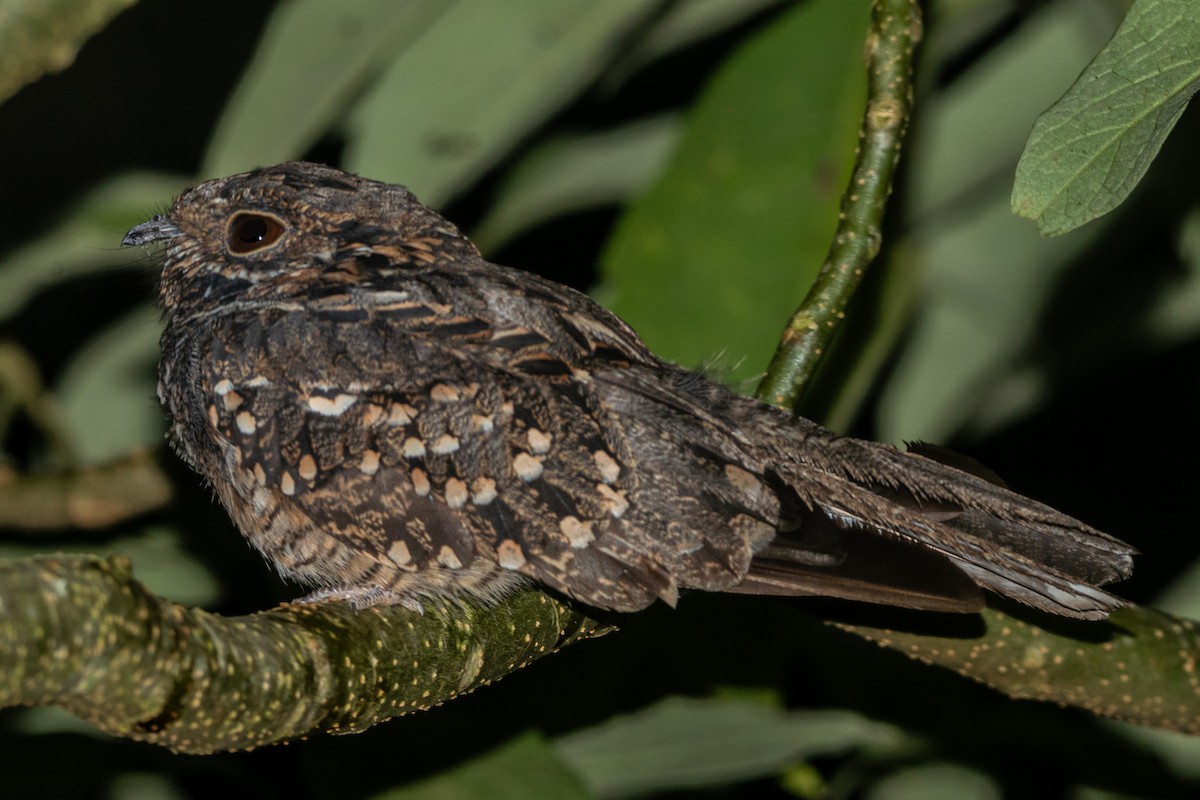 Little Nightjar - ML613158467