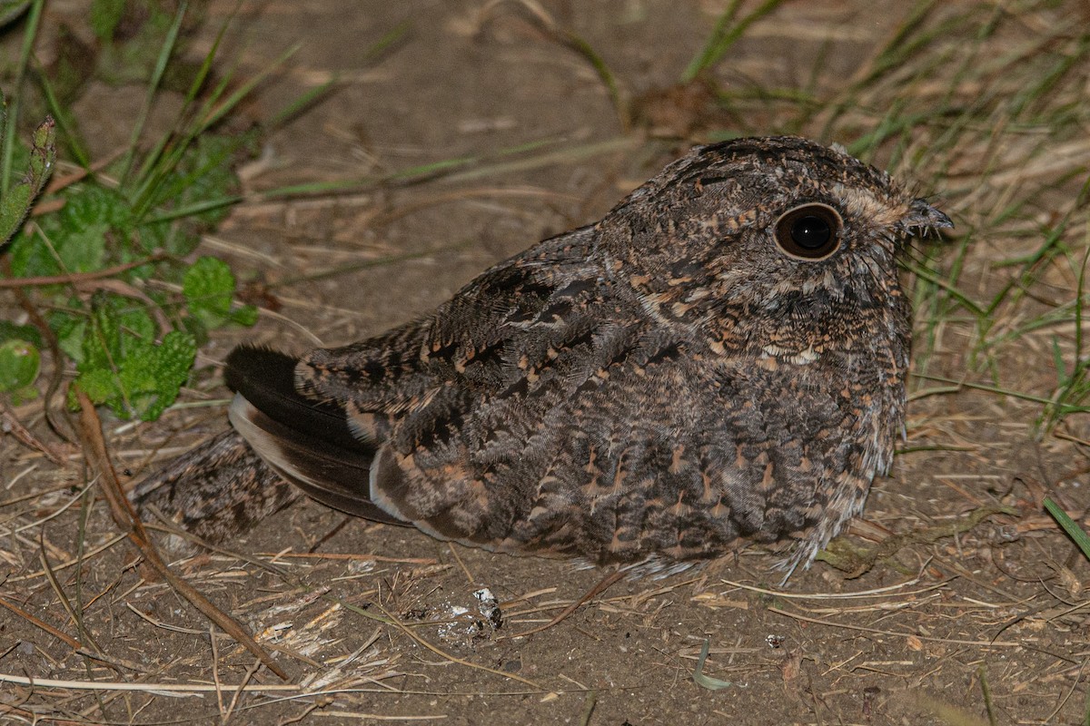 Sickle-winged Nightjar - ML613158472