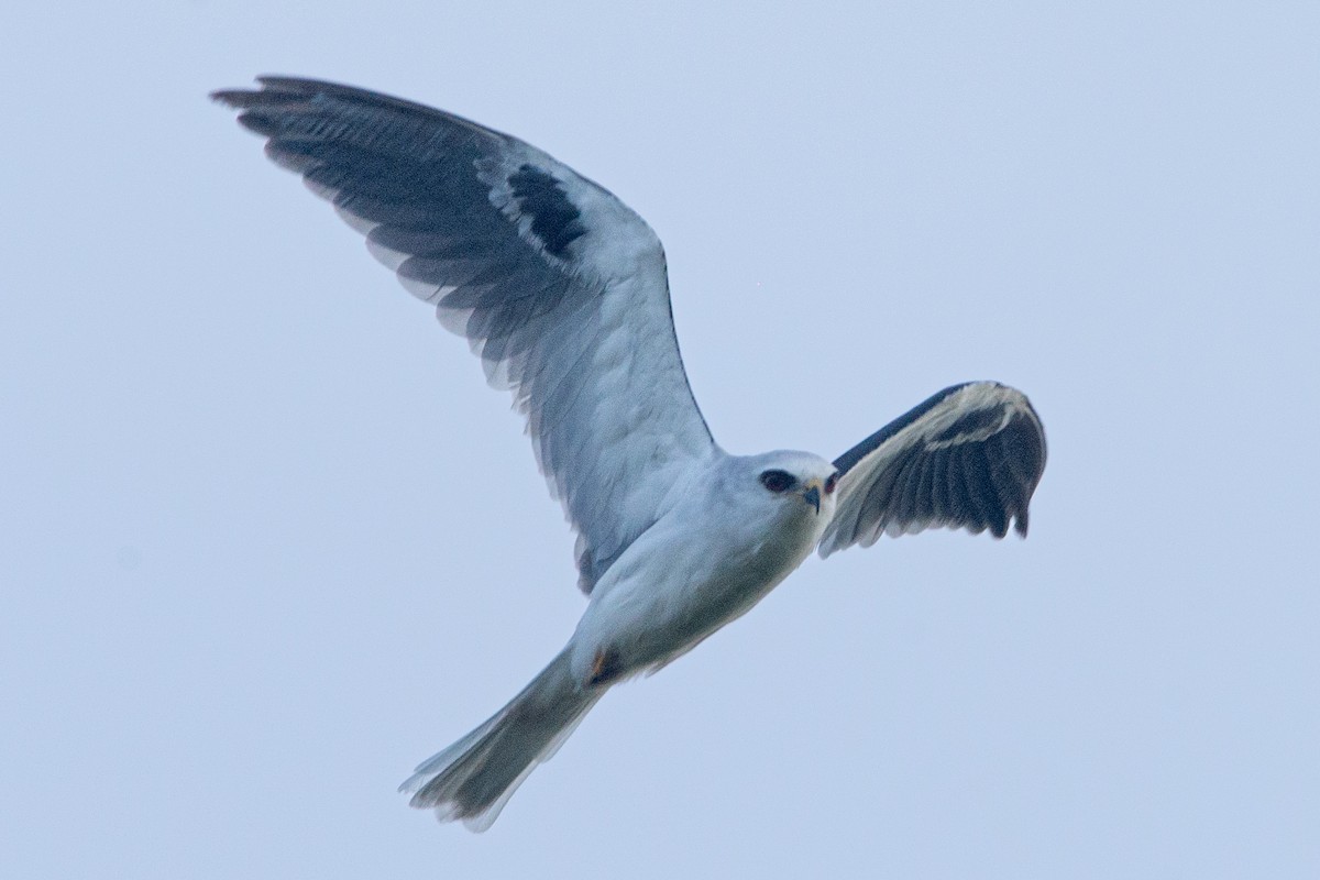 White-tailed Kite - Lucas Gusso