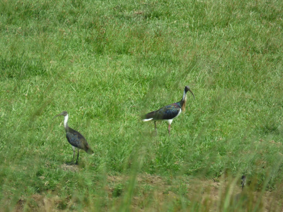 Straw-necked Ibis - ML613158492