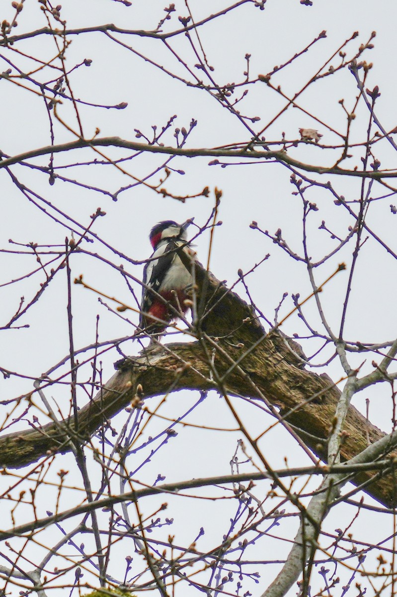 Great Spotted Woodpecker (Great Spotted) - ML613158495