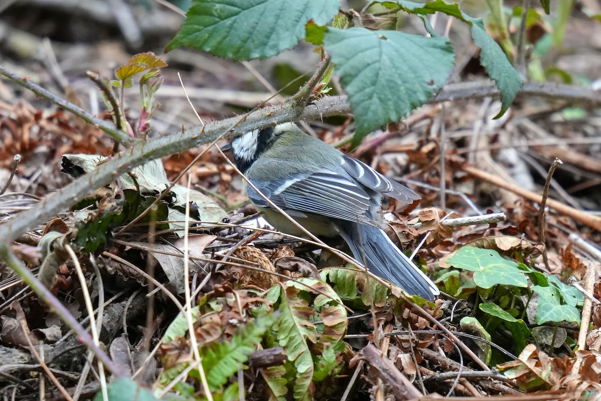 Great Tit (Great) - ML613158499