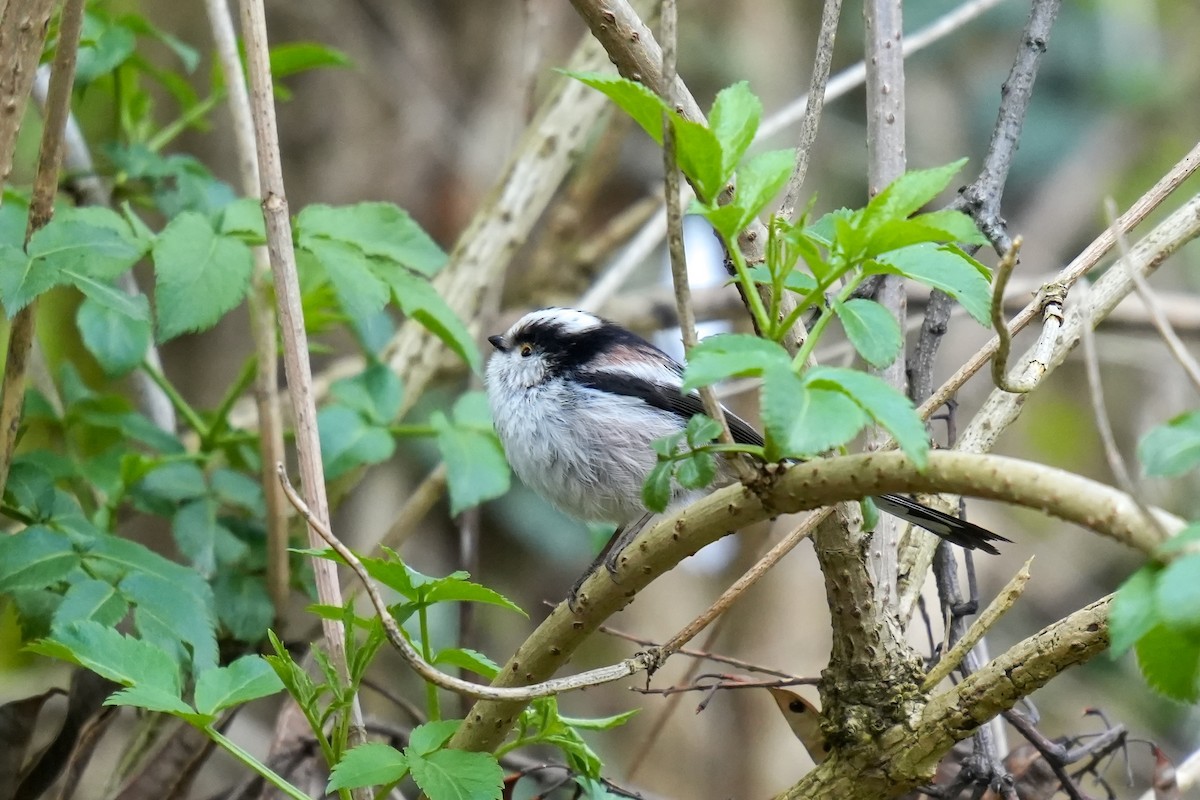 Long-tailed Tit - ML613158502