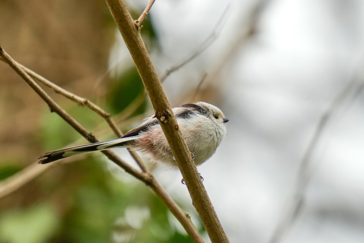 Long-tailed Tit - ML613158503