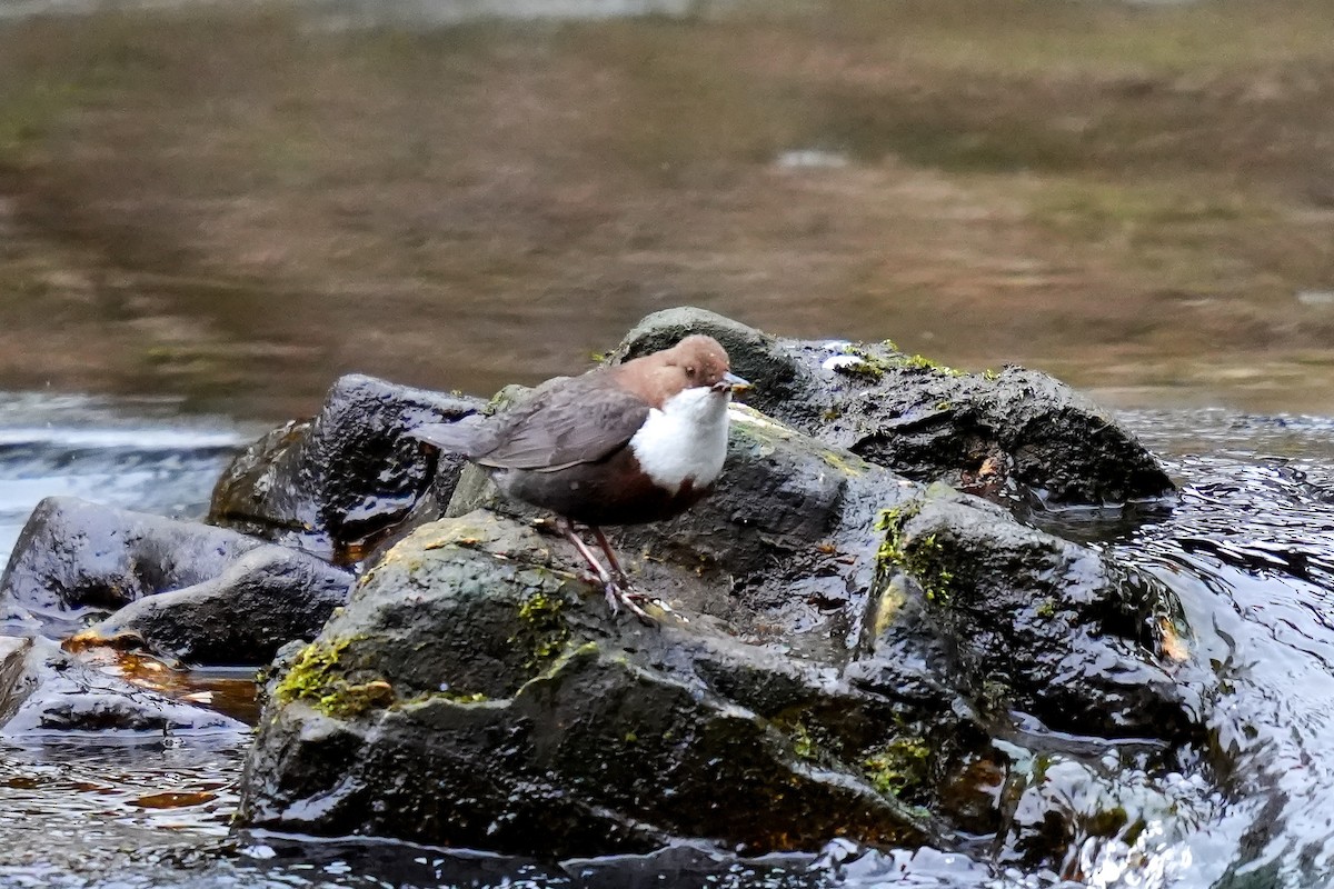 White-throated Dipper - ML613158506