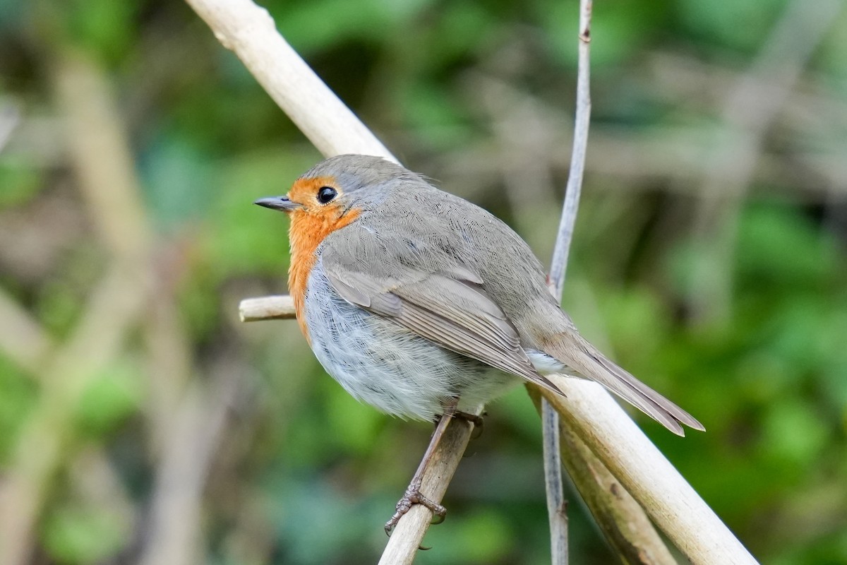 European Robin - ML613158509