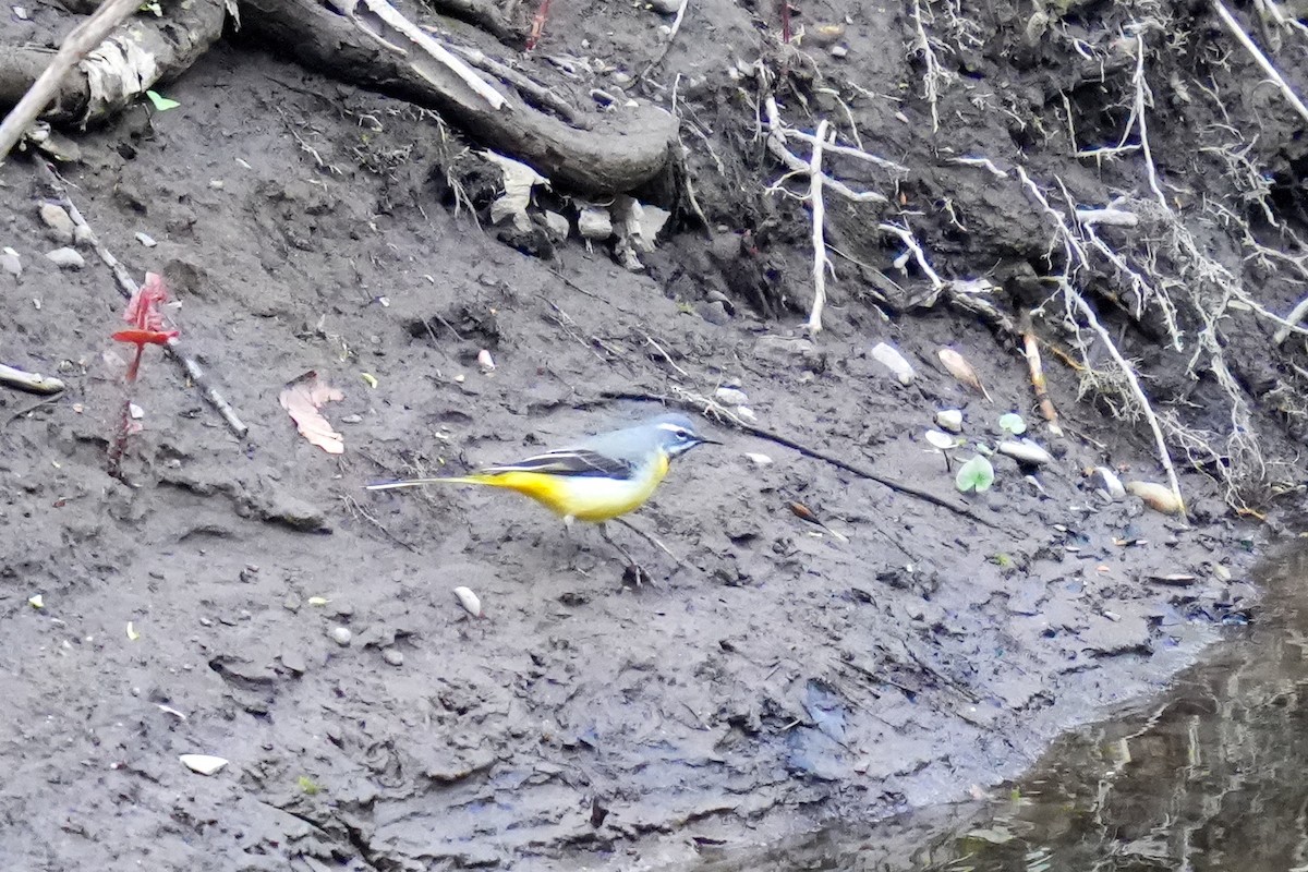 Gray Wagtail - ML613158511