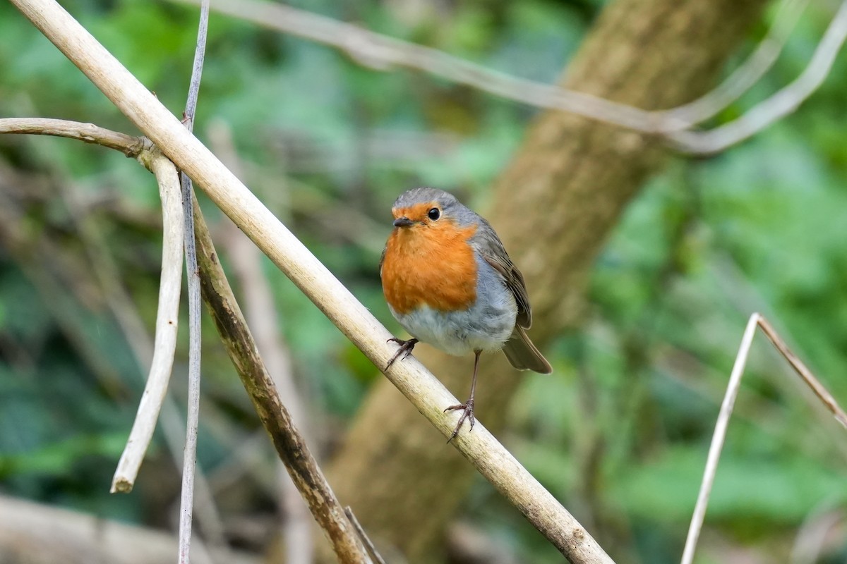 European Robin - ML613158514