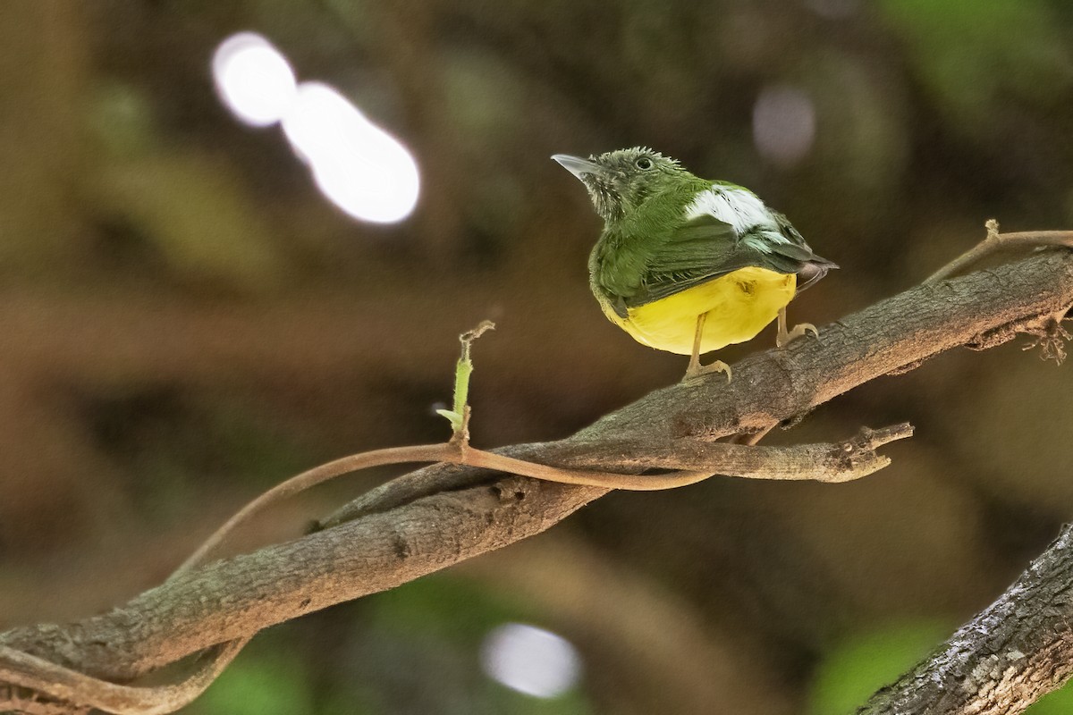 Karbeyaz Tepeli Manakin - ML613158534