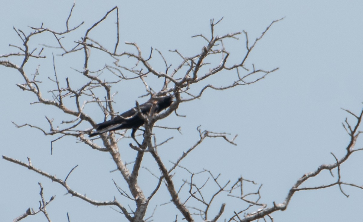 Slender-billed Crow - Bill Bacon