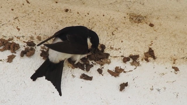 Western House-Martin - ML613158679