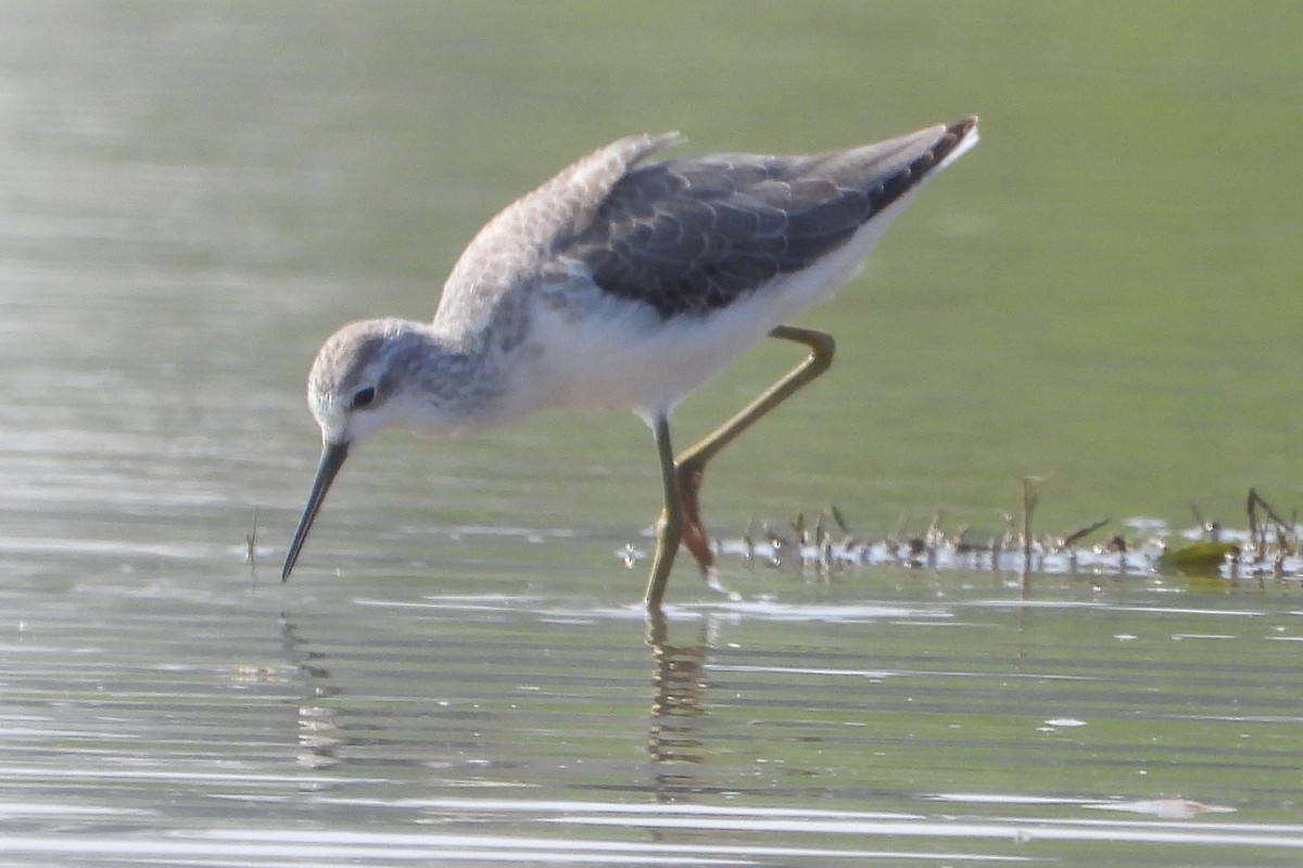 Common Greenshank - ML613158682