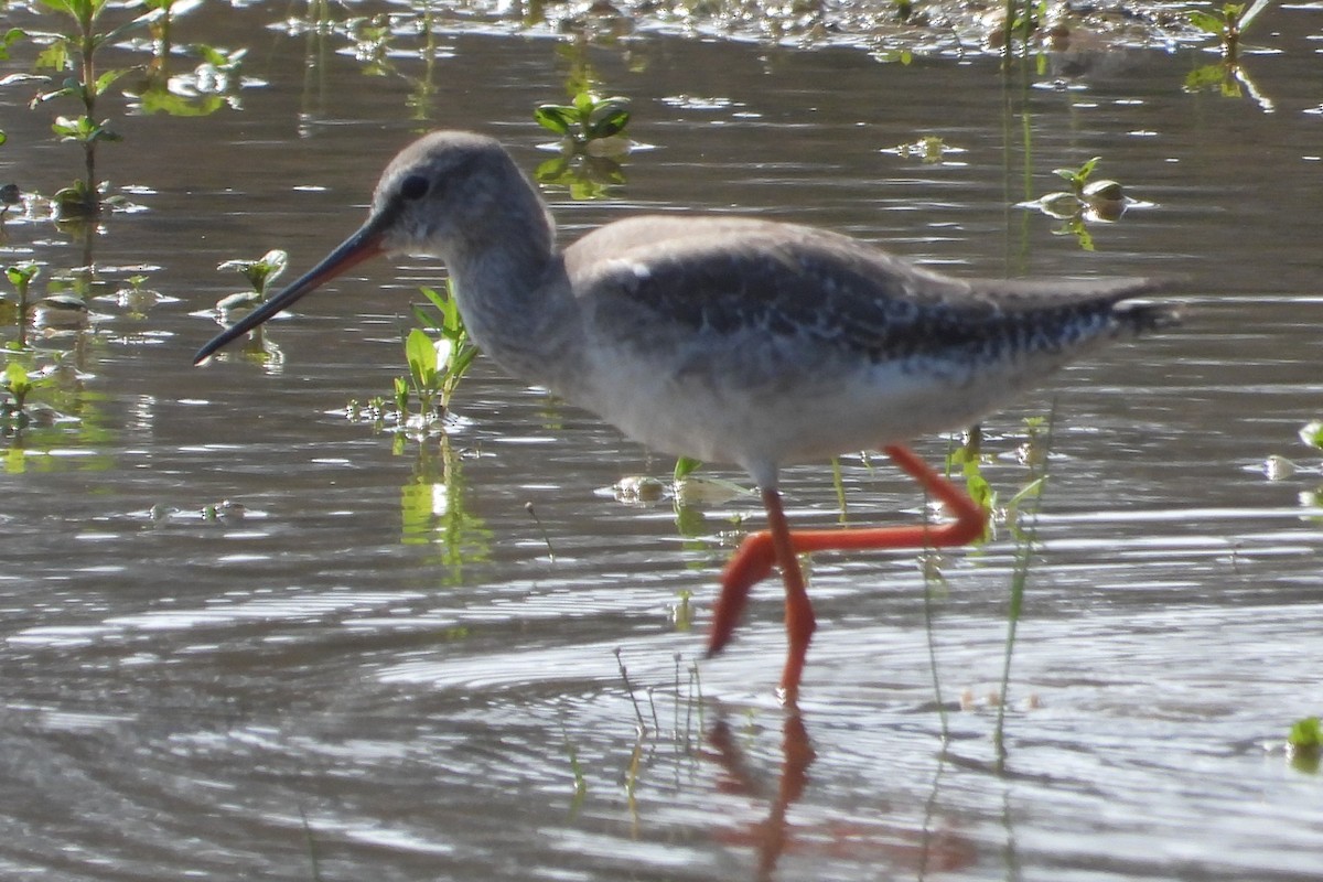 Spotted Redshank - ML613158729