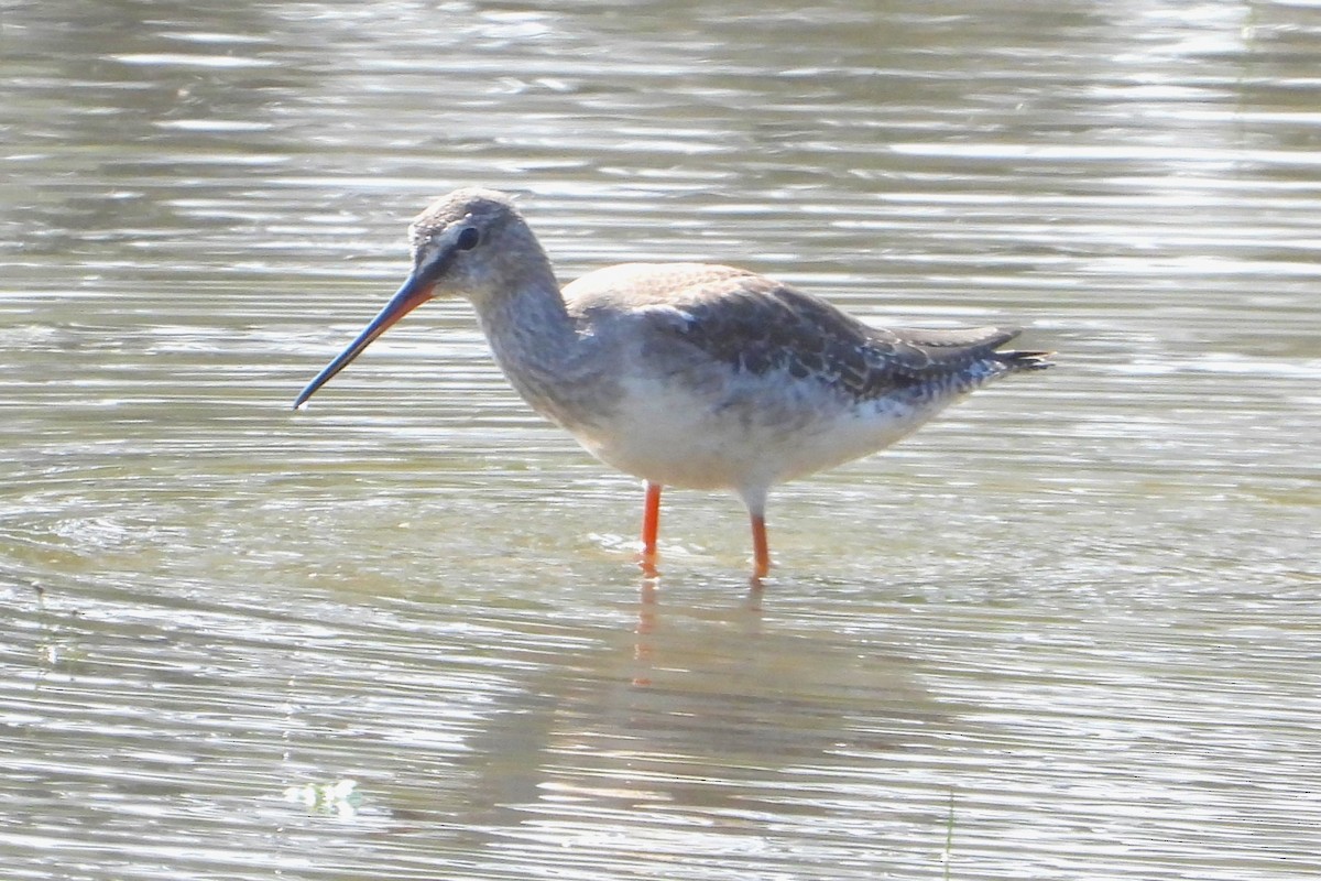 Spotted Redshank - ML613158730