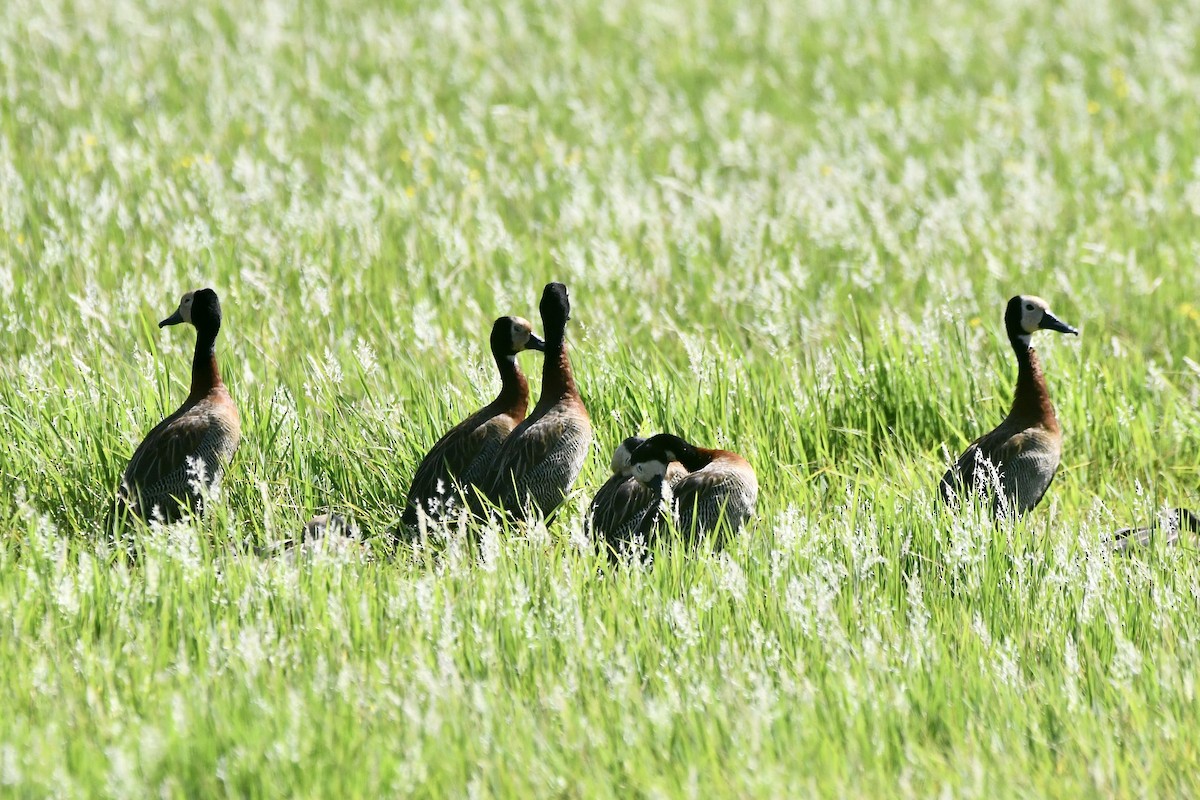 White-faced Whistling-Duck - ML613158731