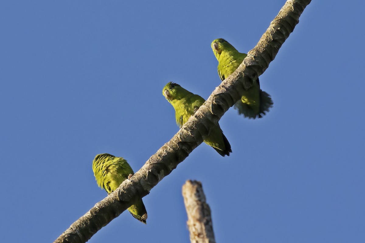 Dusky-billed Parrotlet - ML613158762