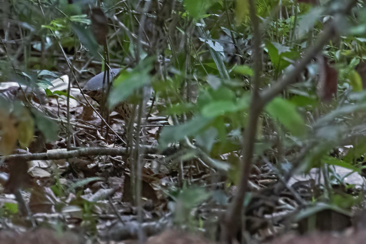 Brown Tinamou - Leonildo Piovesan