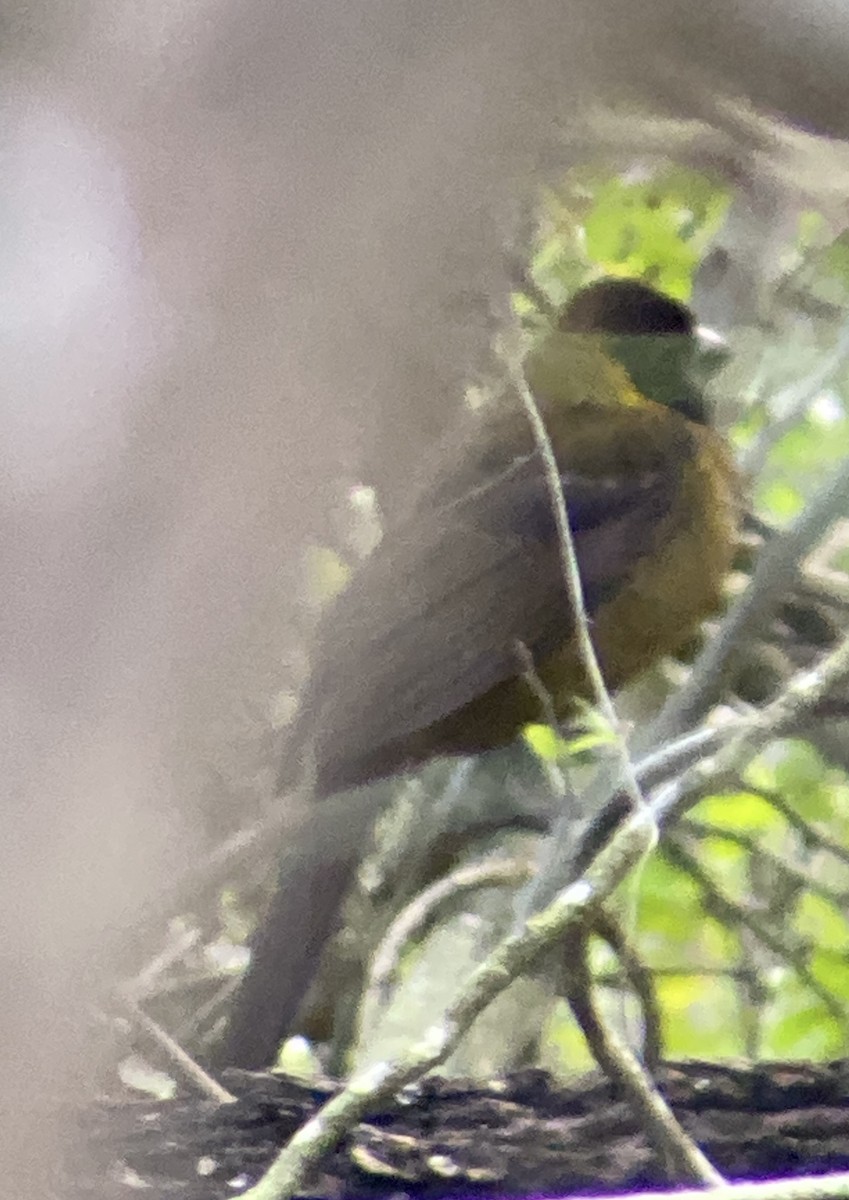 Crimson-collared Grosbeak - Sam Brayshaw