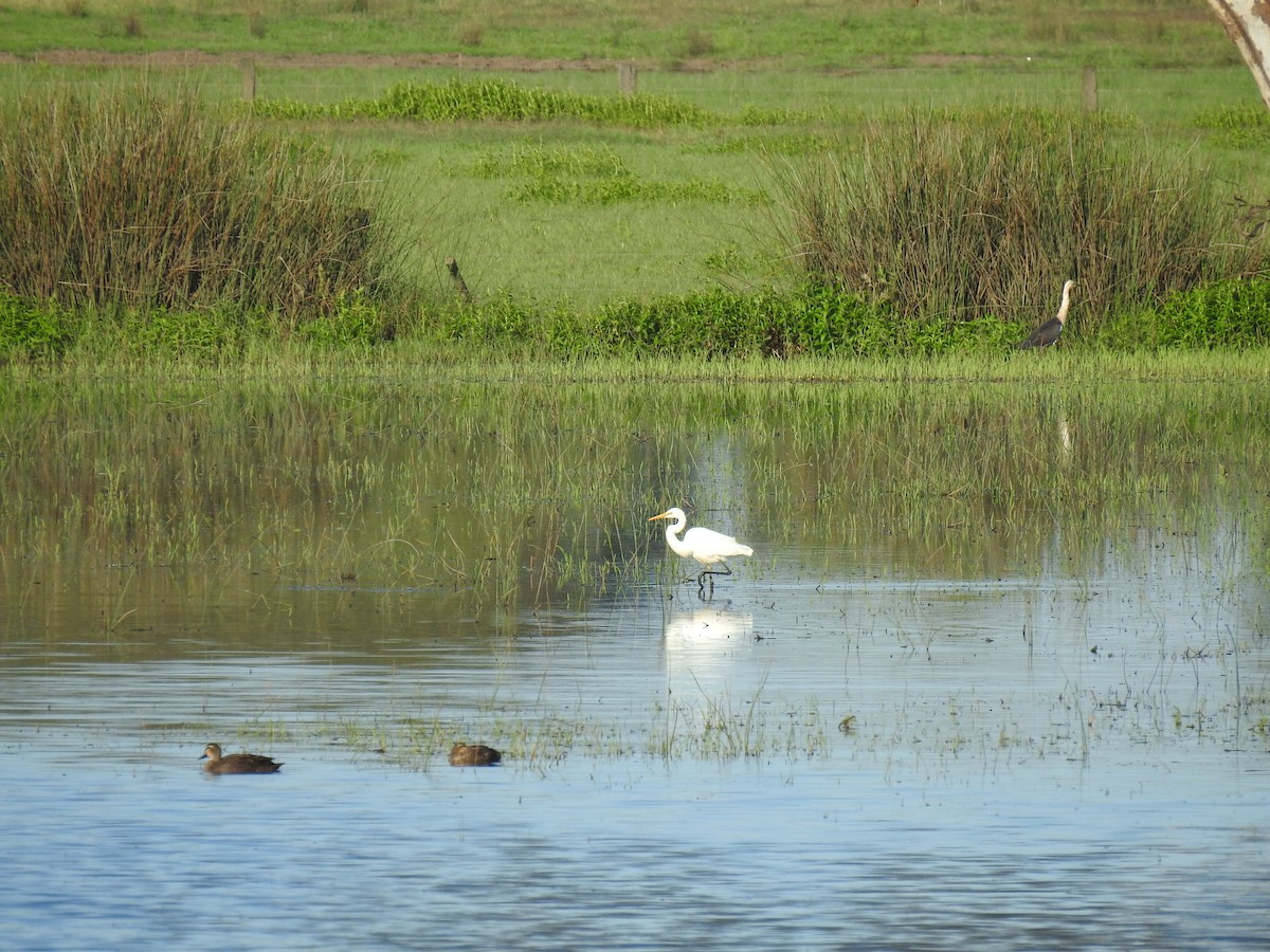 Great Egret - ML613158799