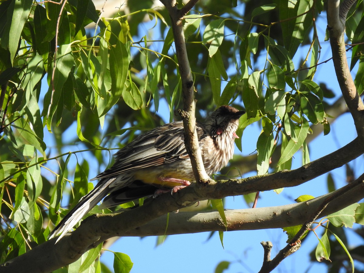 Red Wattlebird - sharon dodd