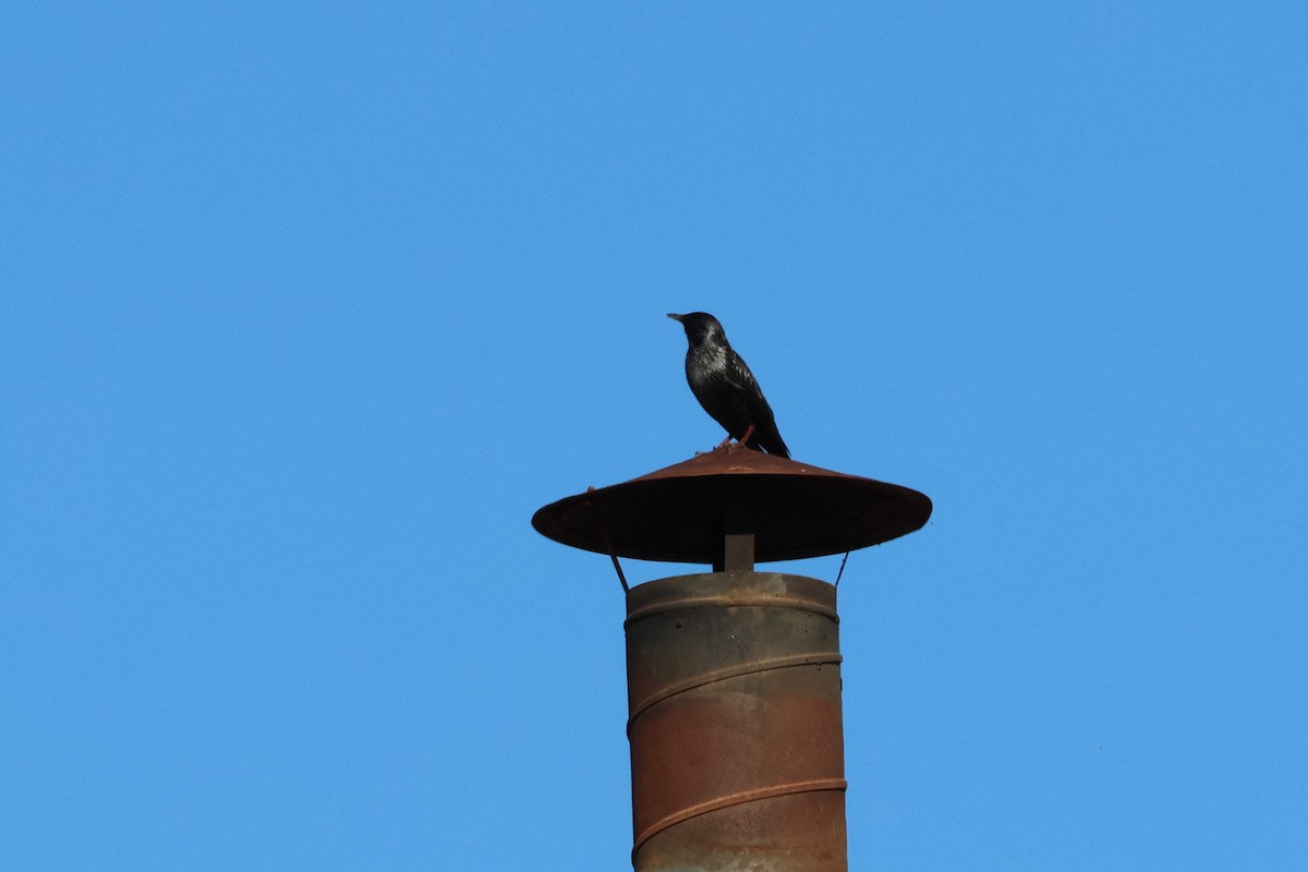 Spotless Starling - ML613158817