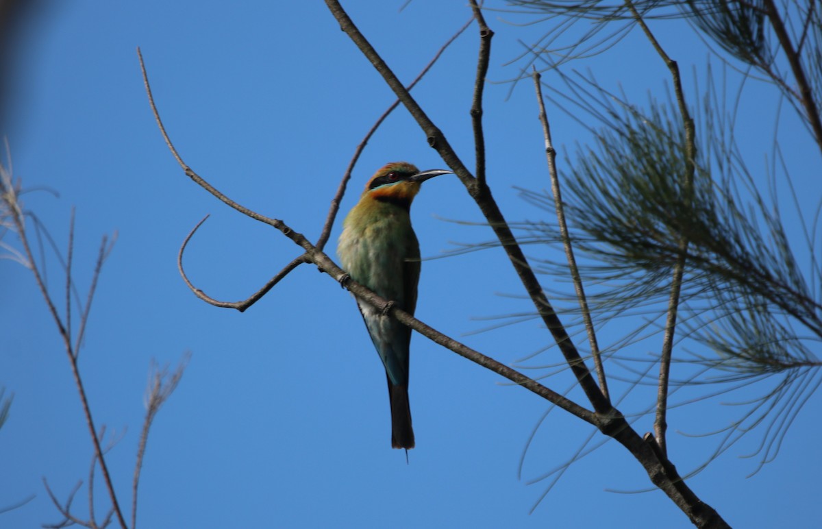 Rainbow Bee-eater - ML613158829