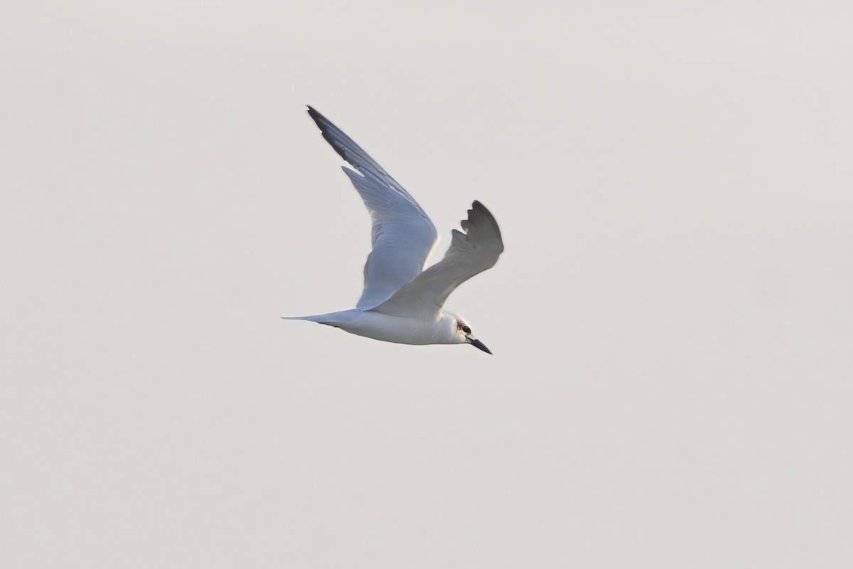 Gull-billed Tern - Gojko Kukobat