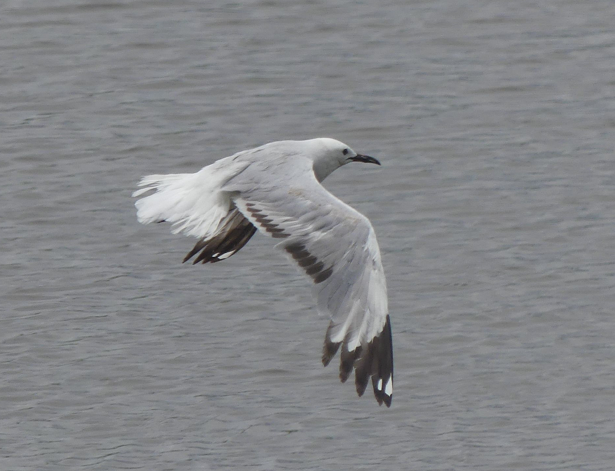 Silver Gull (Red-billed) - ML613158837