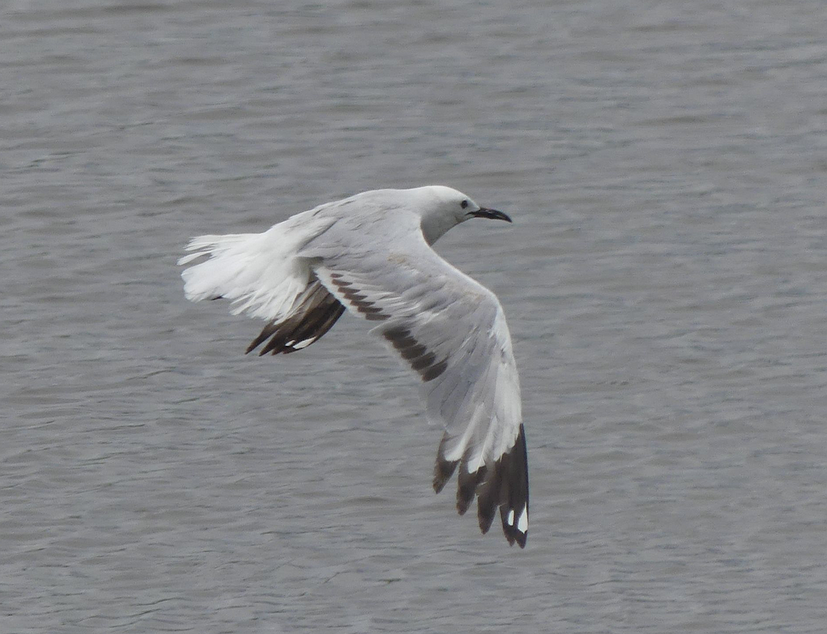 Mouette argentée (scopulinus) - ML613158837