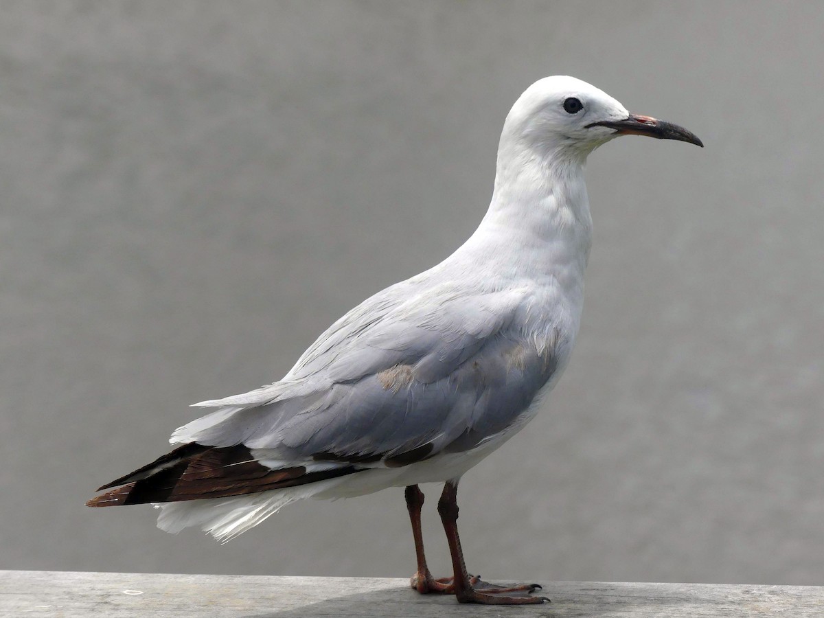 Silver Gull (Red-billed) - ML613158842