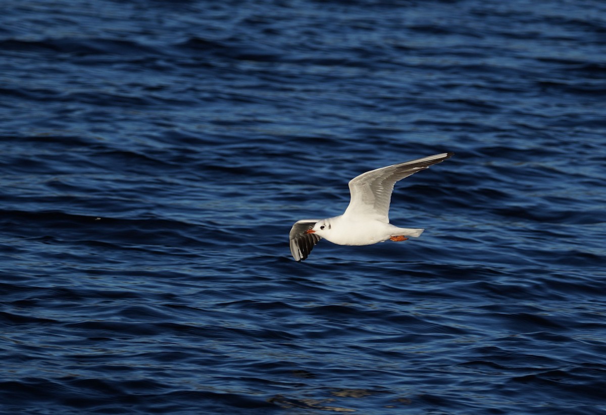 Black-headed Gull - Harry Coghill