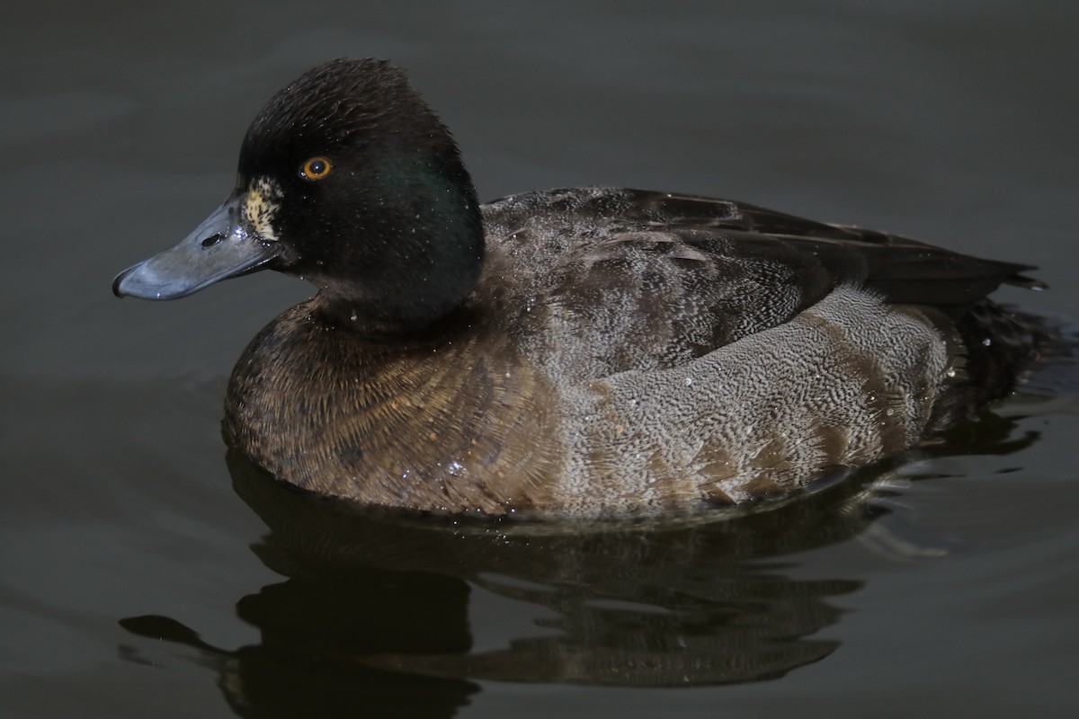 Lesser Scaup - Mario Farr