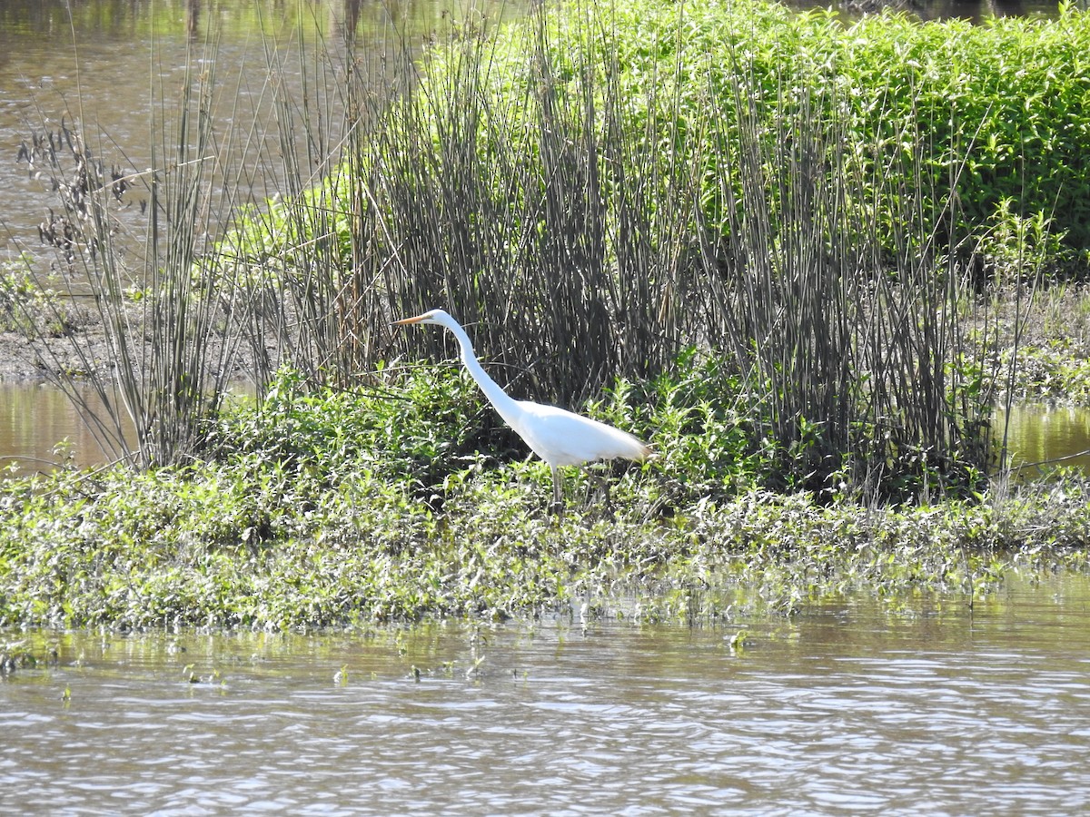 Great Egret - sharon dodd