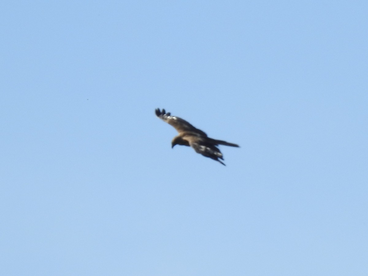 Swamp Harrier - ML613158957