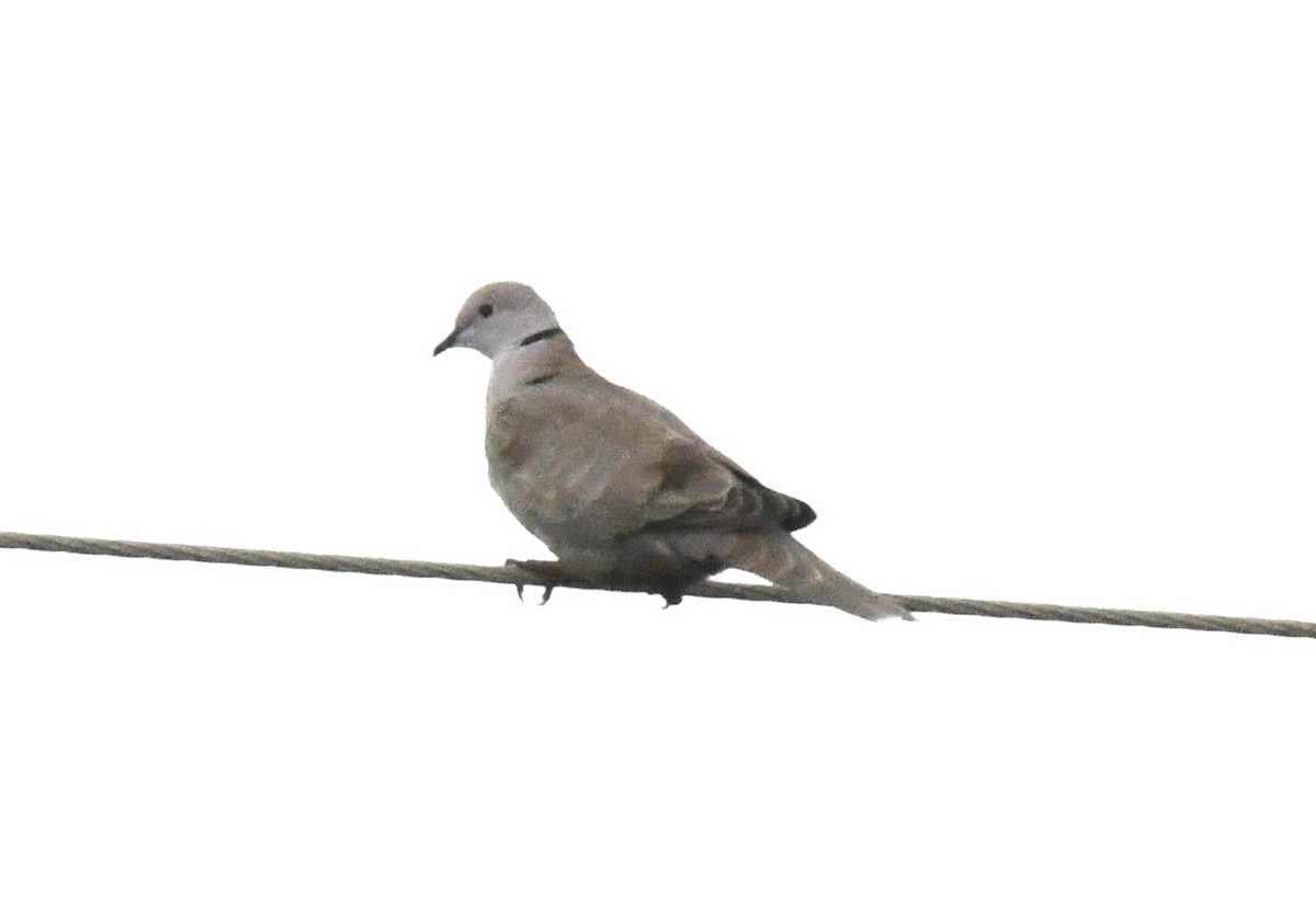 Eurasian Collared-Dove - ML613158963