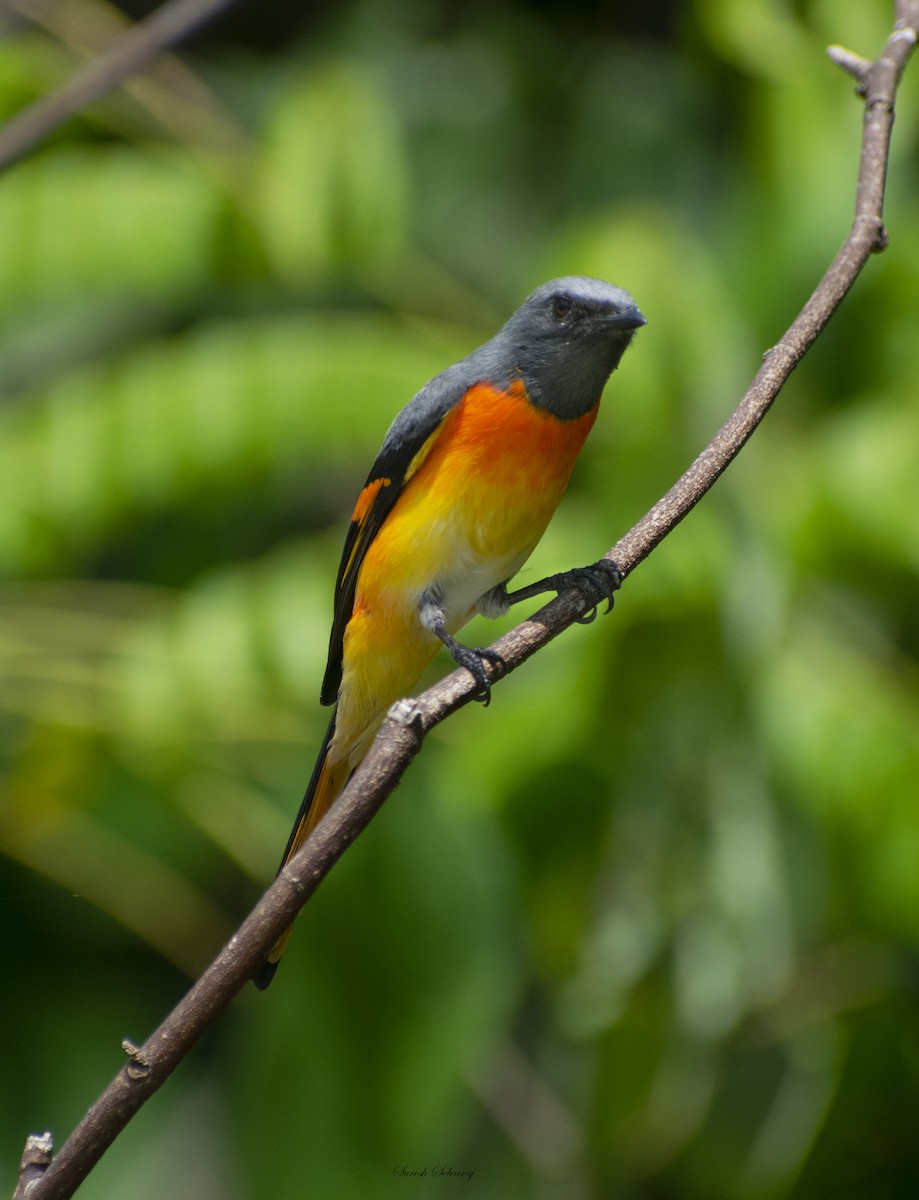 Minivet Chico - ML613158976