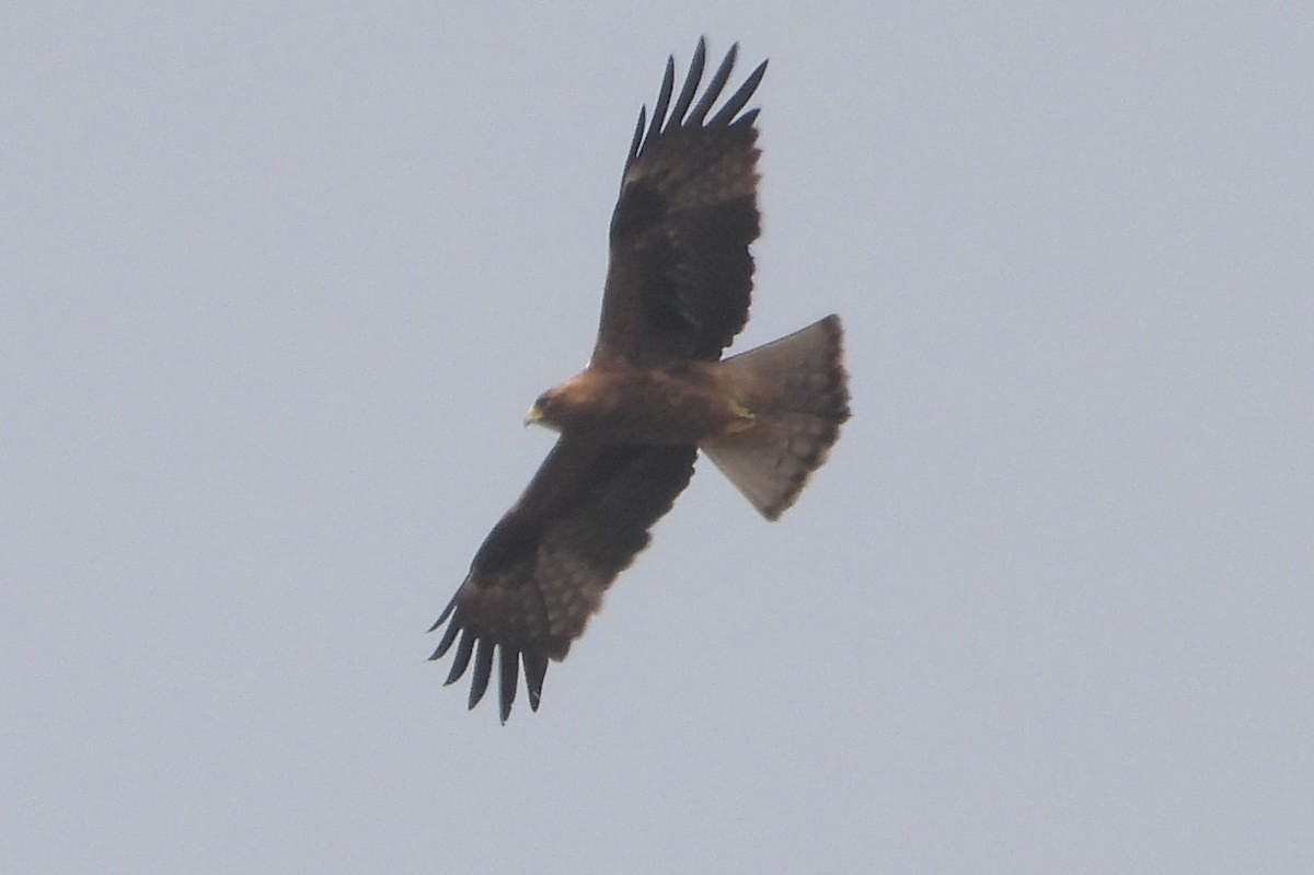 Aquila minore - ML613158980