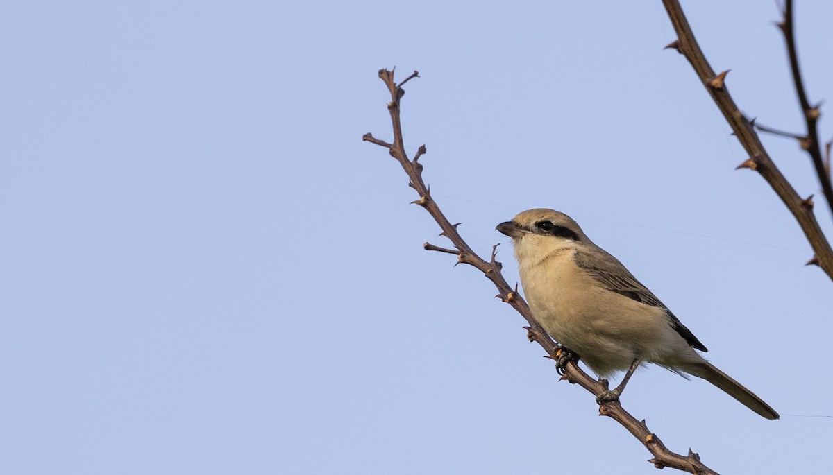 Isabelline Shrike - ML613159002
