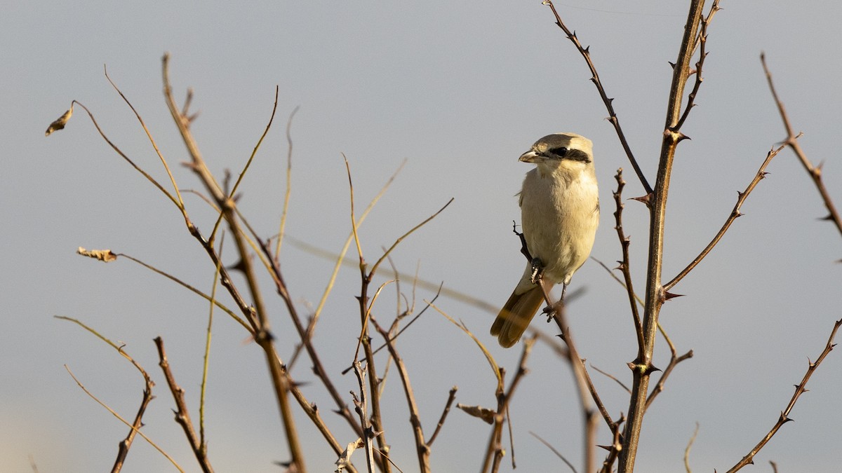 Isabelline Shrike - ML613159003