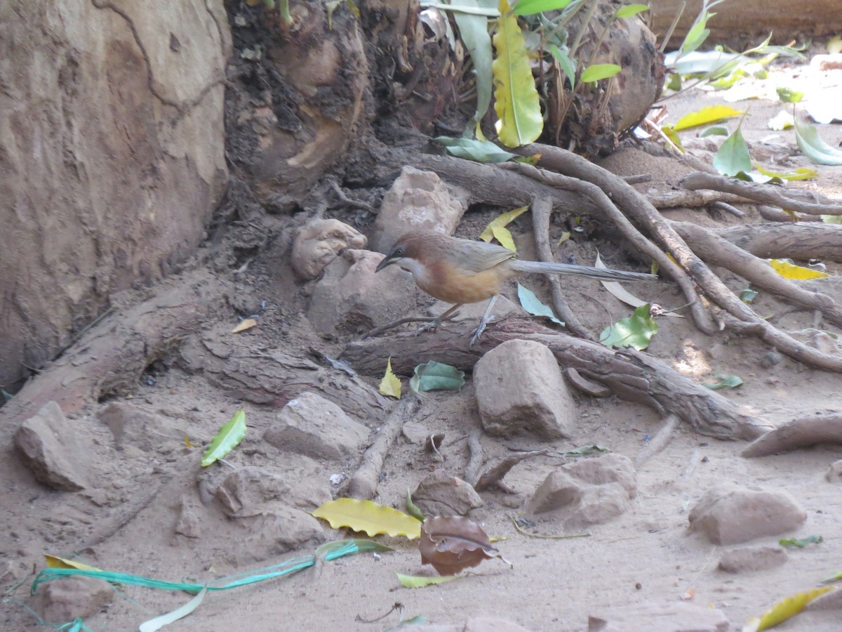 White-throated Babbler - ML613159095