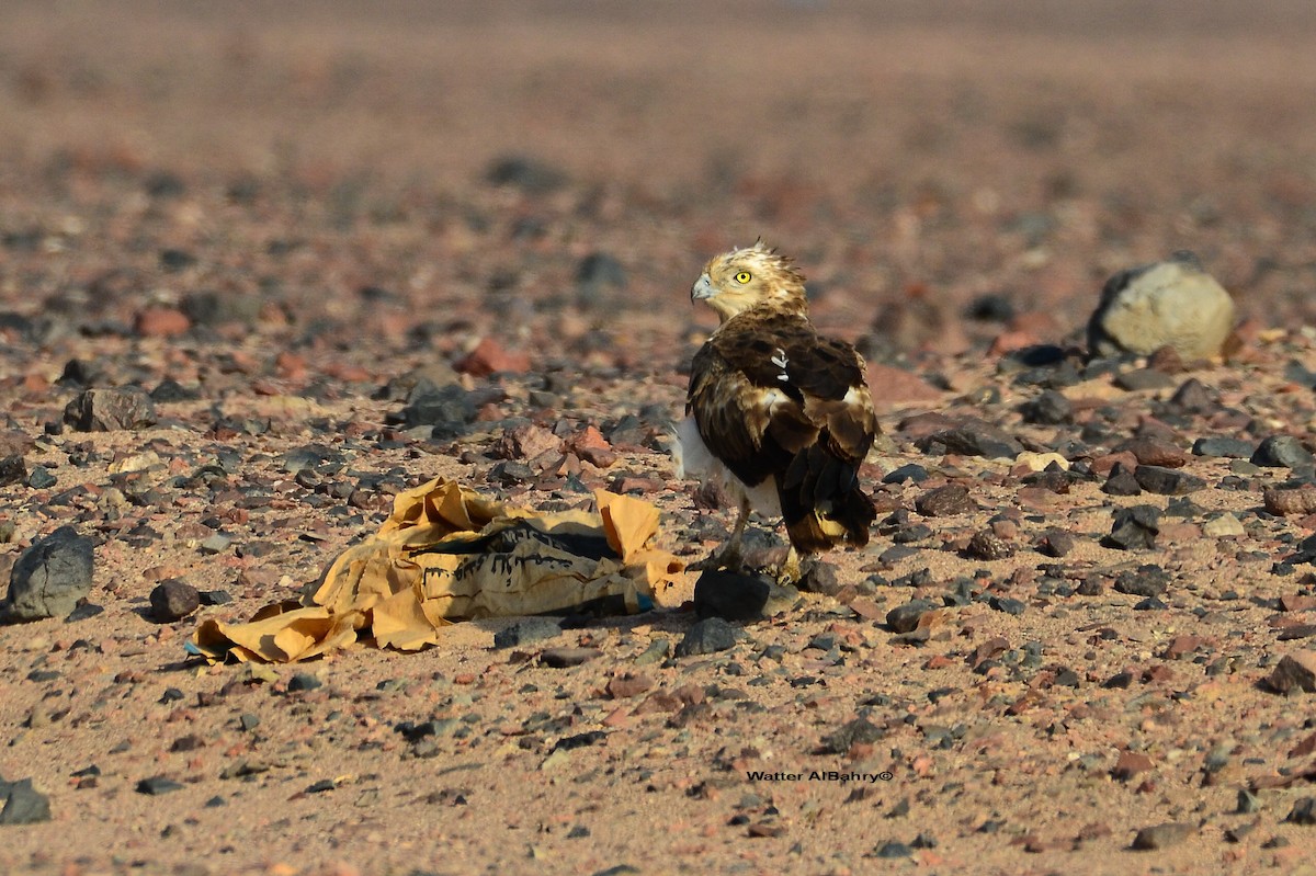 Short-toed Snake-Eagle - Watter AlBahry