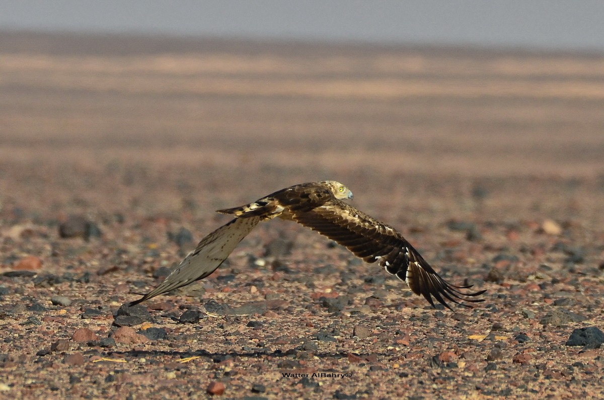 Short-toed Snake-Eagle - ML613159098