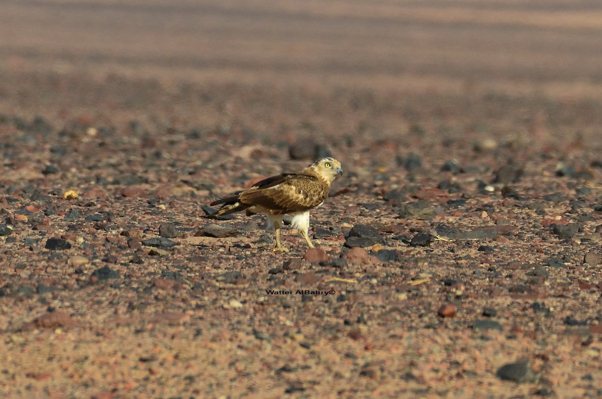 Short-toed Snake-Eagle - Watter AlBahry