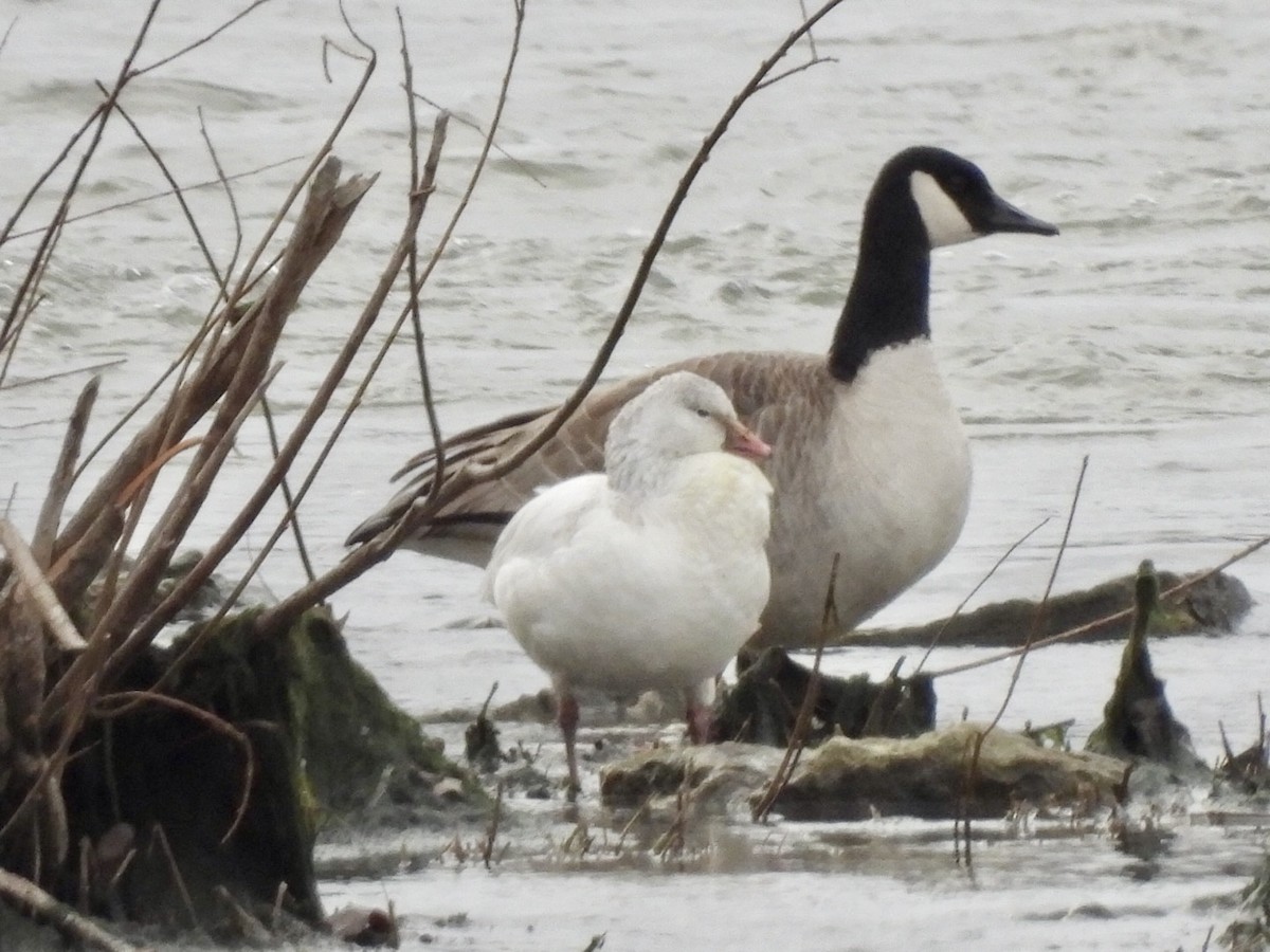 Ross's Goose - ML613159118