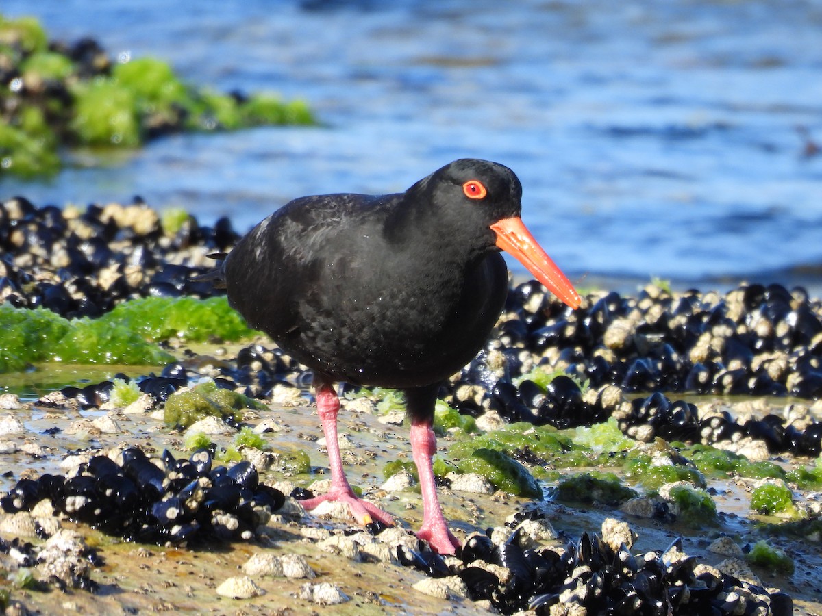 Sooty Oystercatcher - Michael Wu