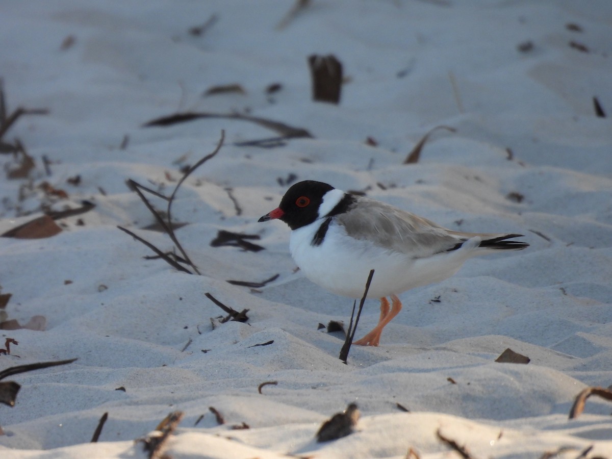 Hooded Plover - ML613159150