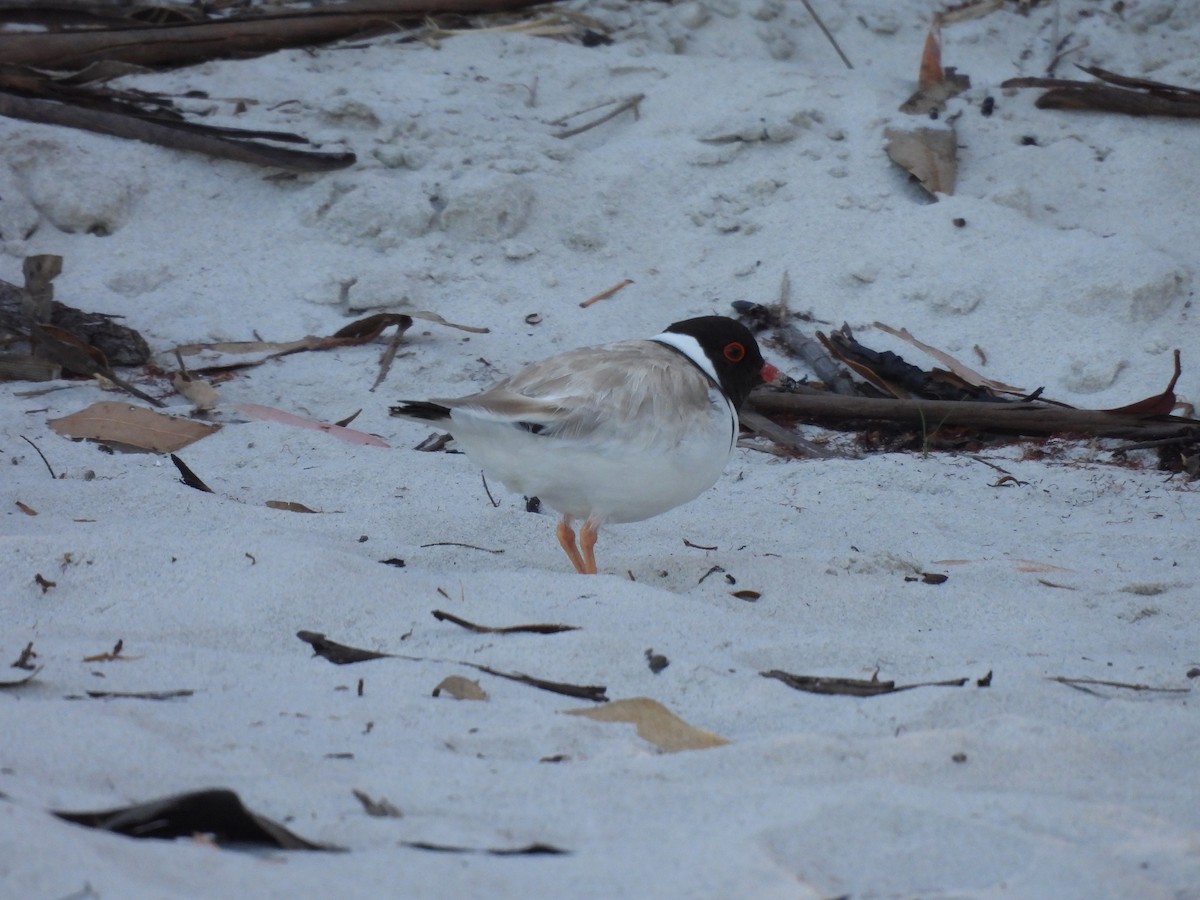 Hooded Plover - Michael Wu